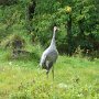 Zoo Saint-Félicien: grue du Canada